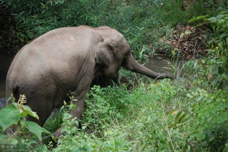 西雙版納野生大象