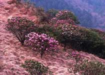 神農(nóng)頂國家自然保護區(qū)